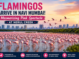 Flamingos Arrive in Navi Mumbai! Mesmerising Pink Spectacle at Nerul Creek