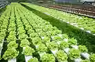 salad greens bg.avif