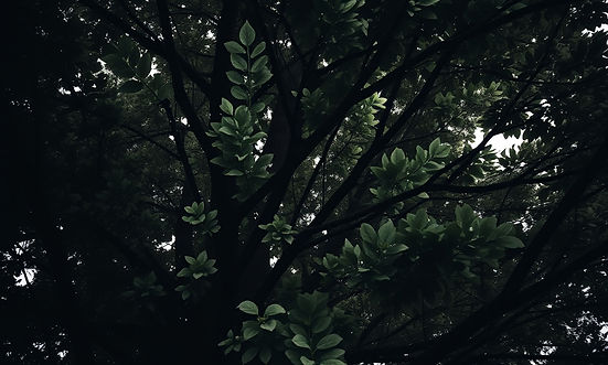 Create a dense canopy of tree leaves with an overall dark image.jpg