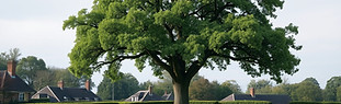 CREATE AN IMAGE OF A PERFECTLY TRIMMED OAK TREE.jpg