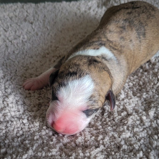 Rødbrindel whippet jente