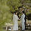 Thumbnail: C37. Wedding at Lakeside(Queenstown)