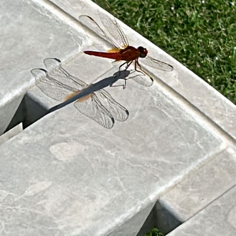 Libellula poggiata su lettino prendisole