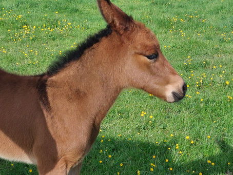 La 2eme Naissance est là !