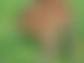 QUOBOY GRANDEZOREILLE