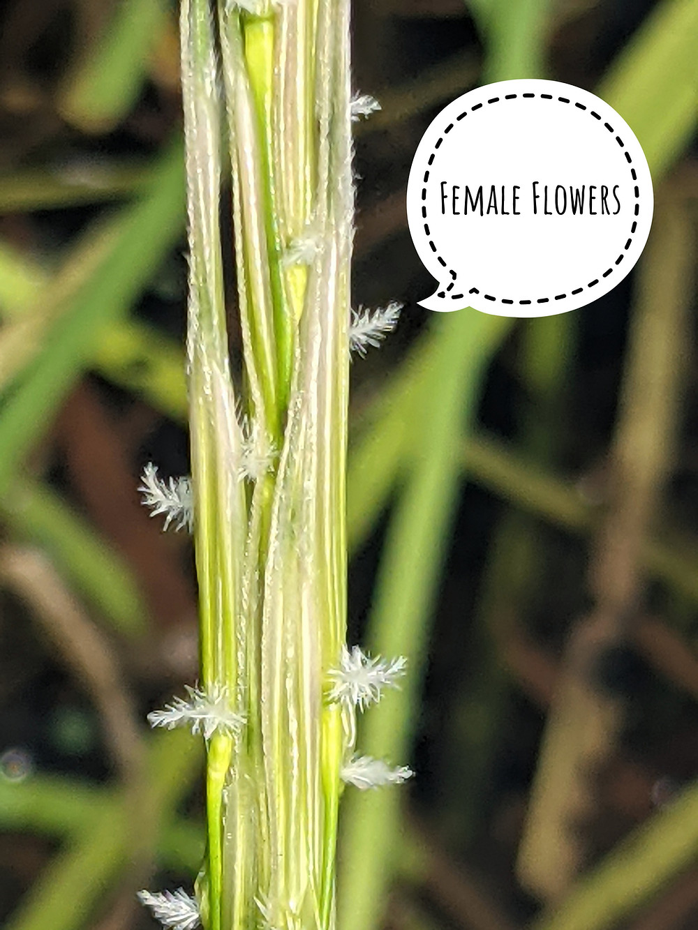 Female flowers on manomin plant. Photo by Brittany Luby. Summer 2021. Edited using Snapseed.