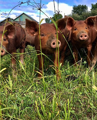 Intergenerational, regenerative farming: Shulist Family Farm in Combermere, Ontario 