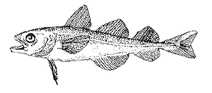 Inuit Salmon Fish