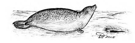Seal Illustration