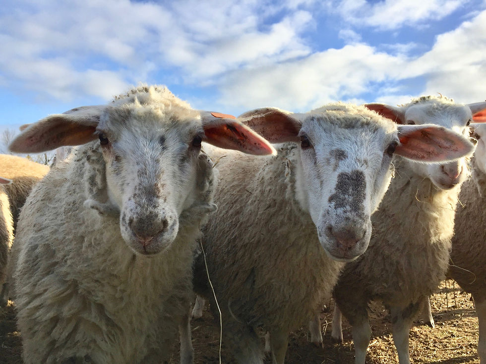Lambs on the farm. Photo by Cait White, 2018.