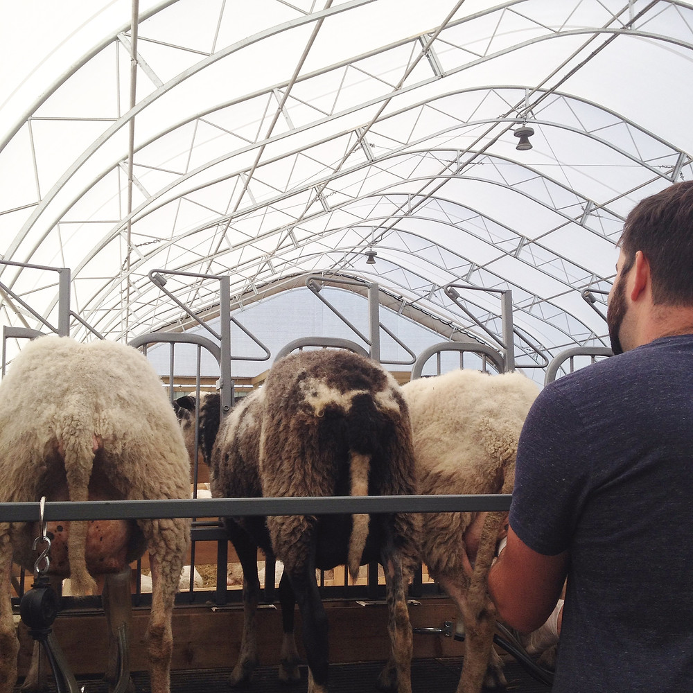 Kyle milking sheep.