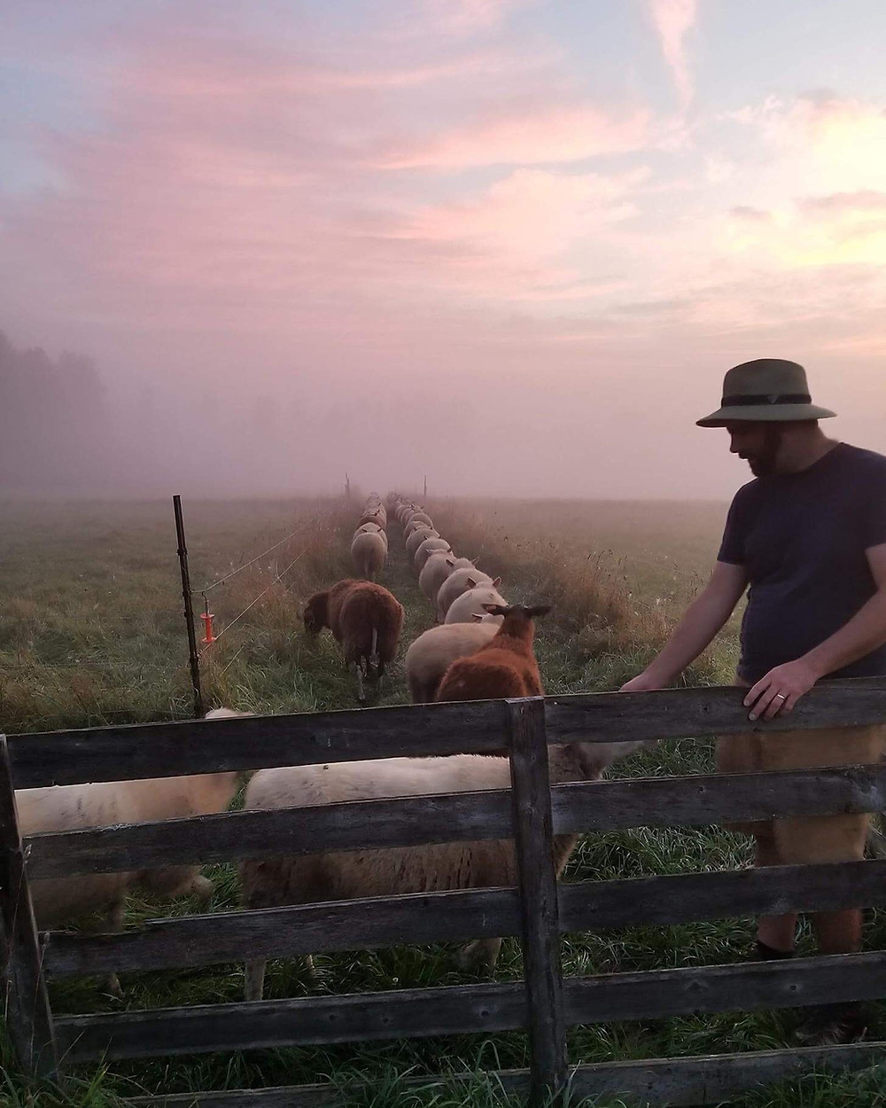 Kyle bringing the flock to the barn for morning milking. Photo by Erin Harris, 2017.