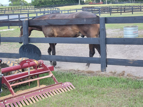 Hooves and Harmony: Music in the Arena - Where Rhythm Meets Connection