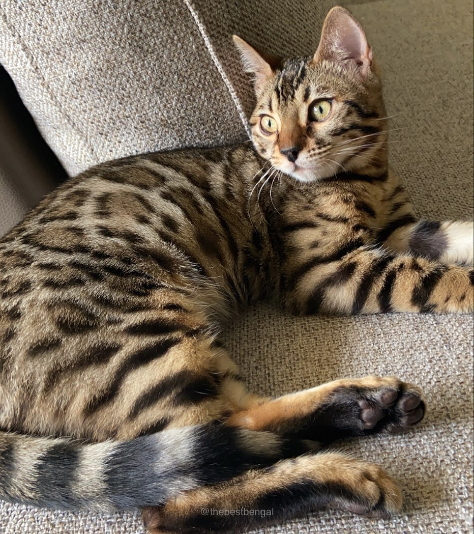 Best Bengal Breeding Cats The Best Bengal Cattery