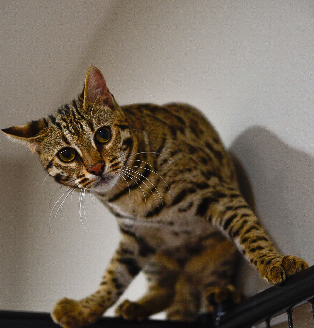 Best Bengal Breeding Cats The Best Bengal Cattery