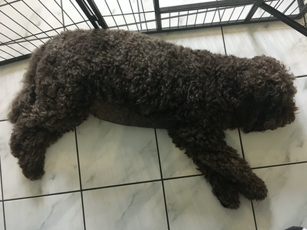 Hailey 55Tag der Trächtigkeit