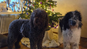 🌟Merry Christmas 🌟