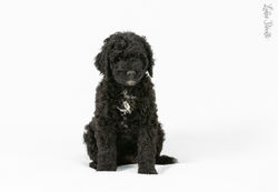 Roxy