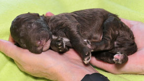 ❤️Unsere "W" 1 Woche alt❤️