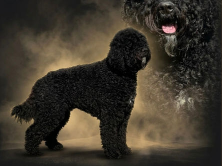 ❤️💎Socke hat die Ankörung bestanden💎❤️