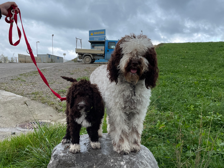 ❤️S-Wurf❤️ vom Tannenberg 10 Wochen alt