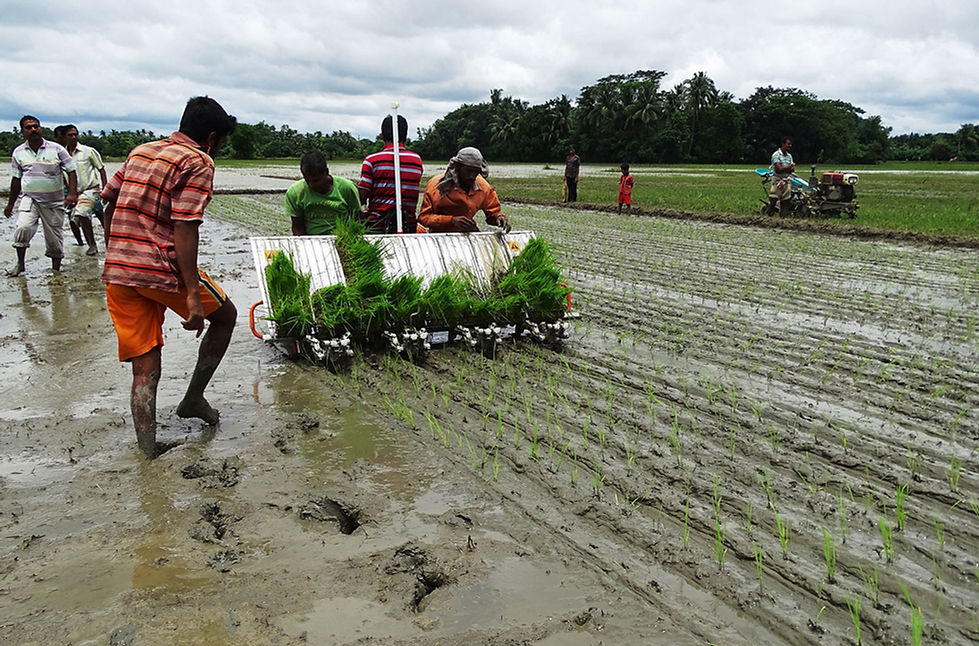 siil_machine_transplanting_3_1.jpg