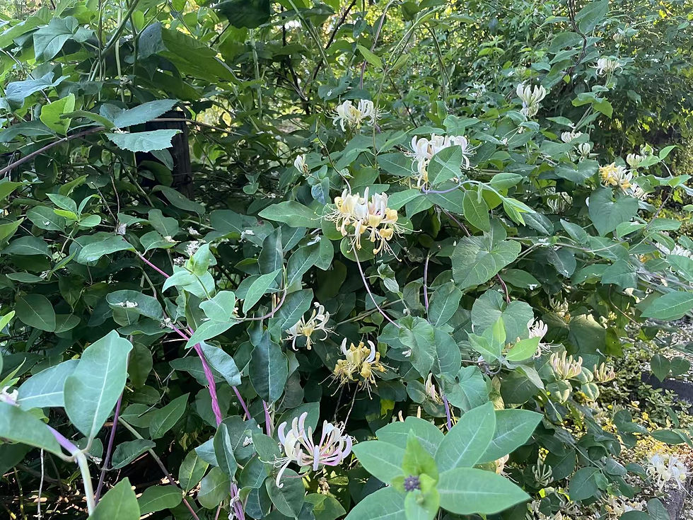 Thumbnail: Honeysuckle