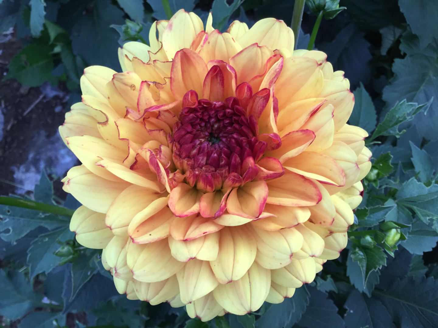 Dahlia010