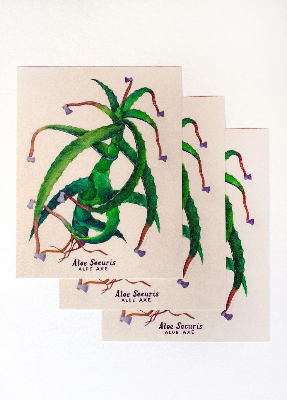 Thumbnail: "Aloe securis" print