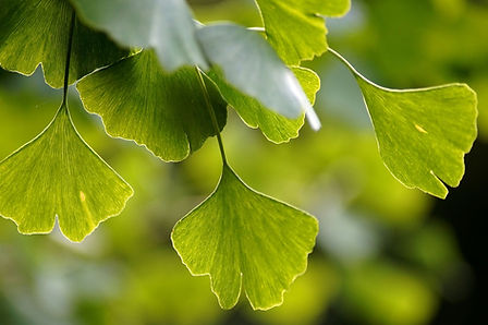 ginkgo-3750276_1280.jpg
