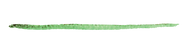 Green Paint Stroke