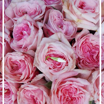 🌸LDRxLDN: springtime stroll in blooming London 🌸