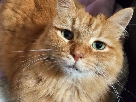 Juniper (formerly Caitrin)