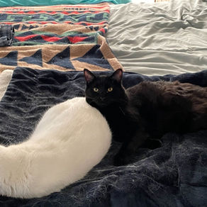 Figgy (formerly Miranda)