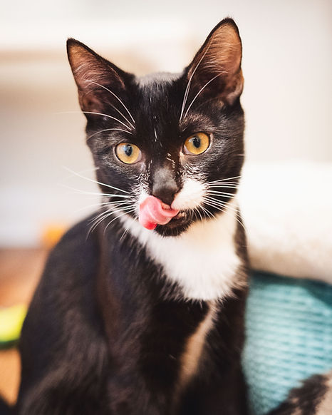 cats_36.jpg