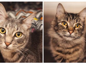 Simon and Theo's Cross-Country Trek to Escape Euthanasia