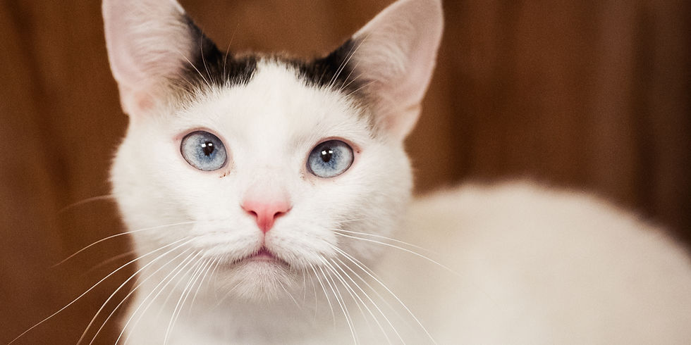 cats_26 (3)_edited.jpg