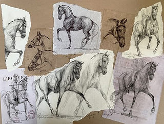 Croquis chevaux arabes, Marine Oussedik