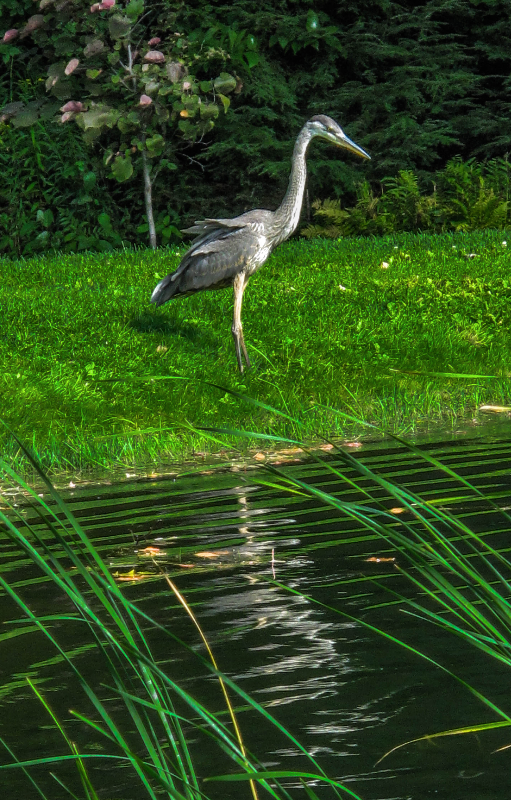 Labor Day Great Blue