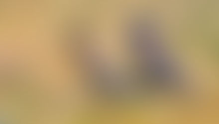 Memorial Day in Natural World