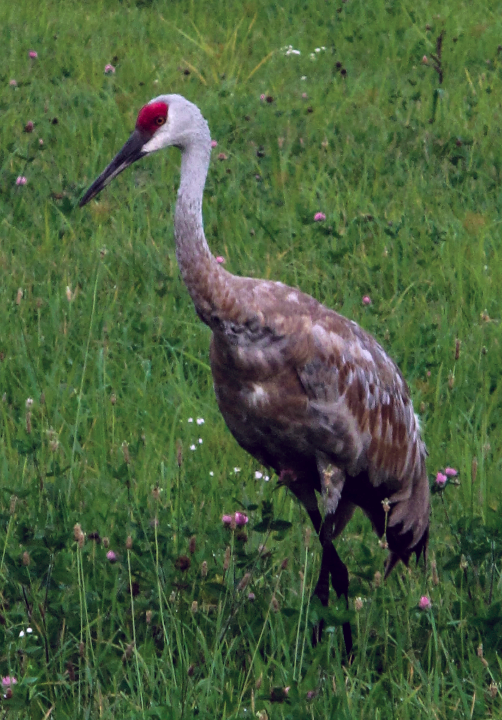 Morning Visitors on Parnell Road, Lowell, MI