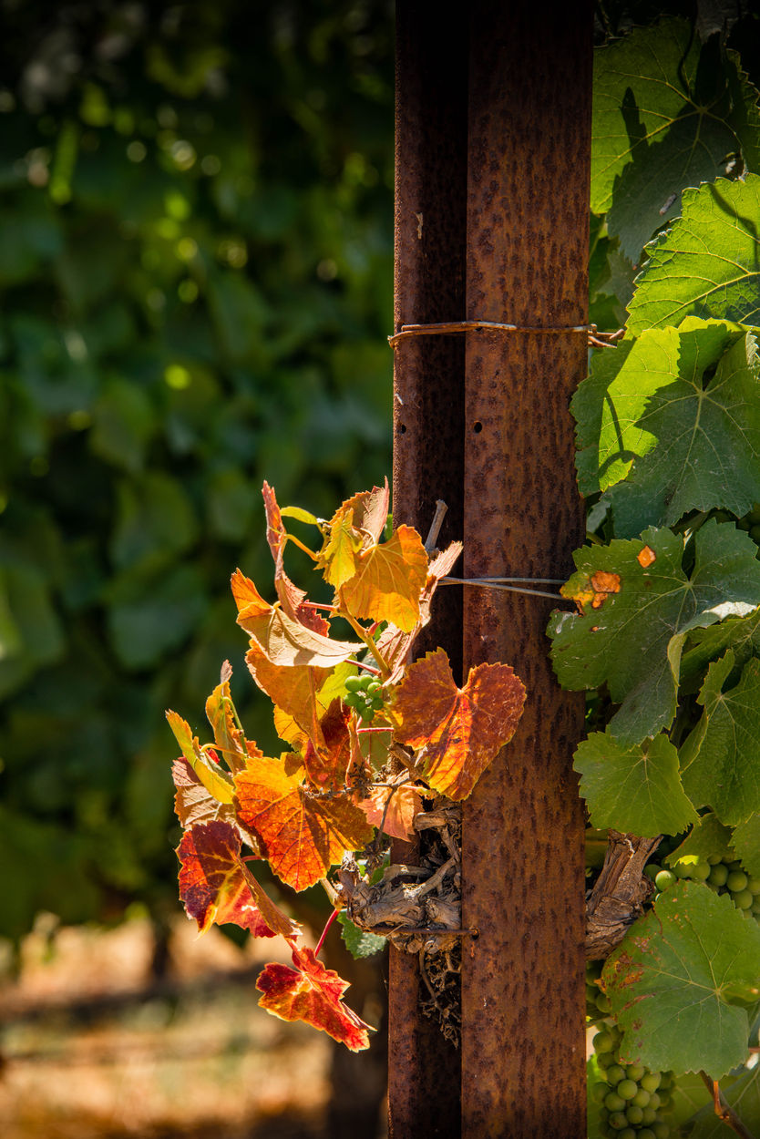 Foxen Canyon Day Trip