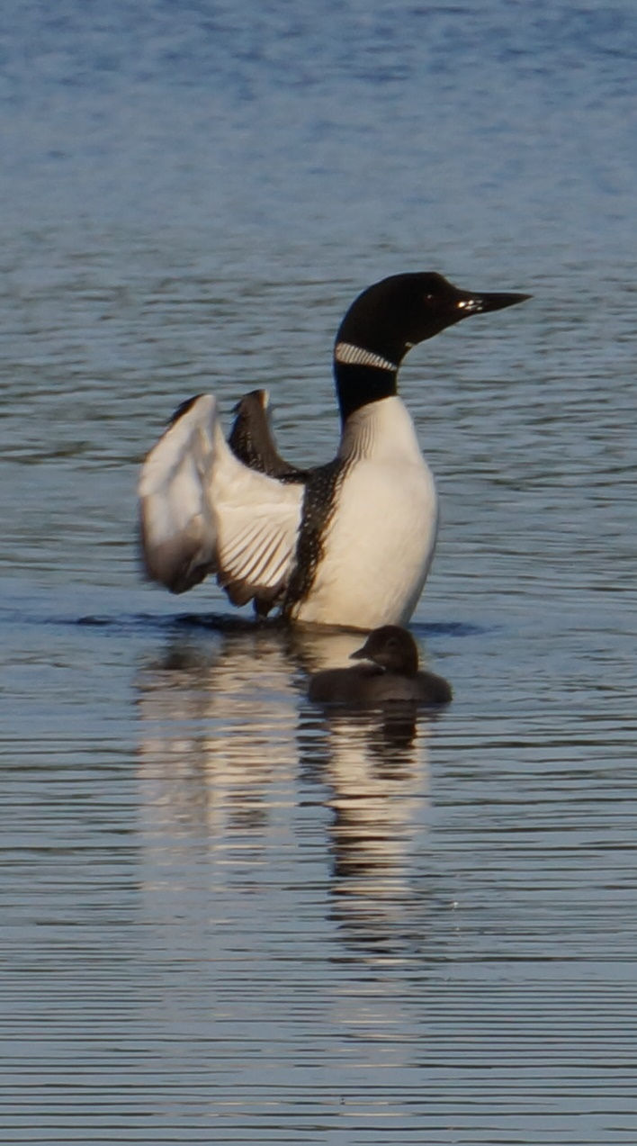 Beaver Island Birding Trail - Crazy as a ...