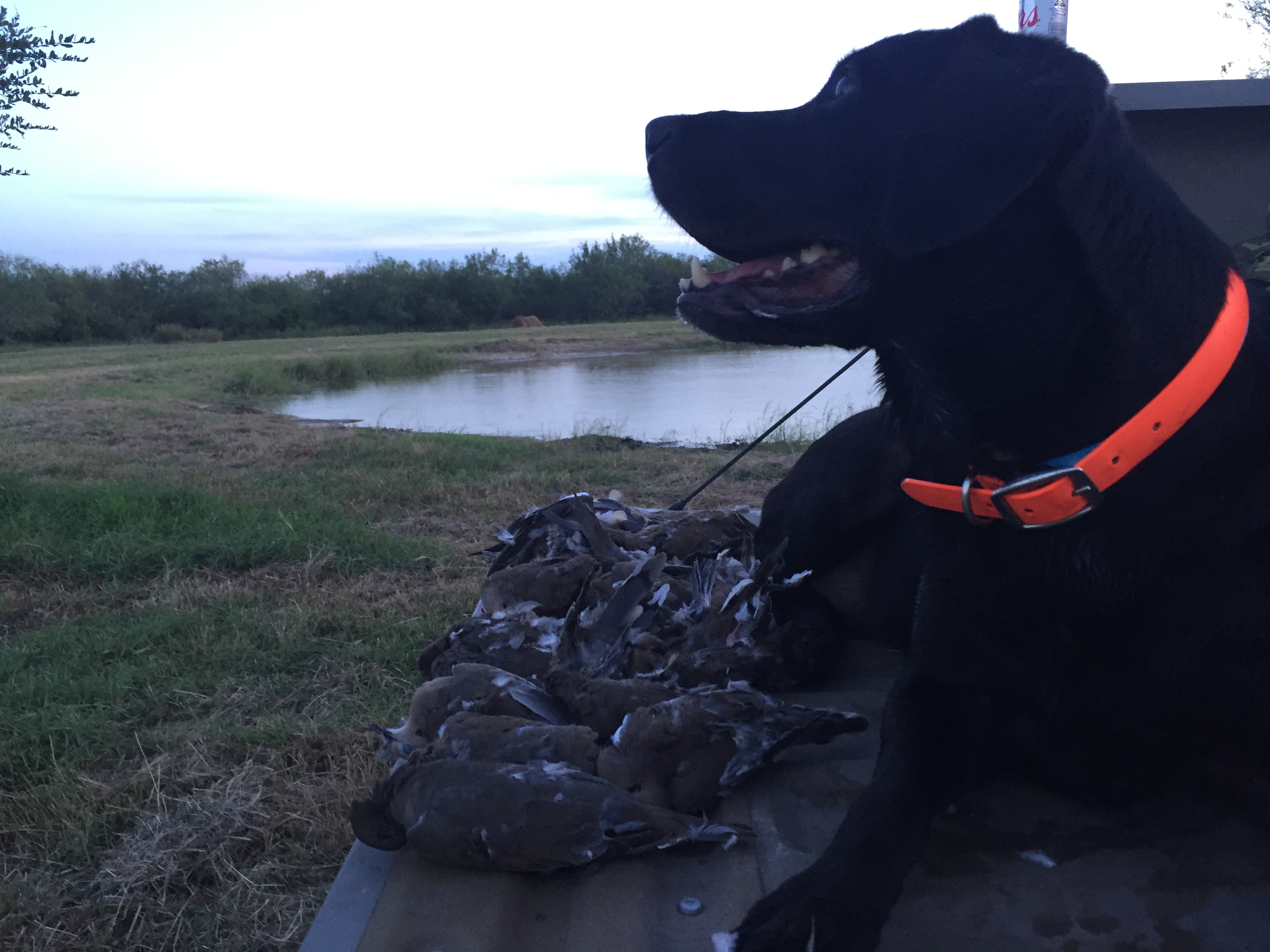 Corporate Dove Hunts ranchodelaspalmas