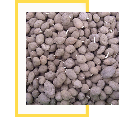 Küçük resim: Doğal kültürel üretim salep yumruları