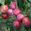 Thumbnail: Plum (Fruit Tree) 5-6 FT Planted in a 5 gal Container (Pre-Order Only)