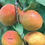 Thumbnail: Pear (Fruit Tree) 5-6 FT Planted in a 5 gal container (Pre-Order Only)