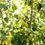 Thumbnail: Pear (Fruit Tree) 5-6 FT Planted in a 5 gal container (Pre-Order Only)