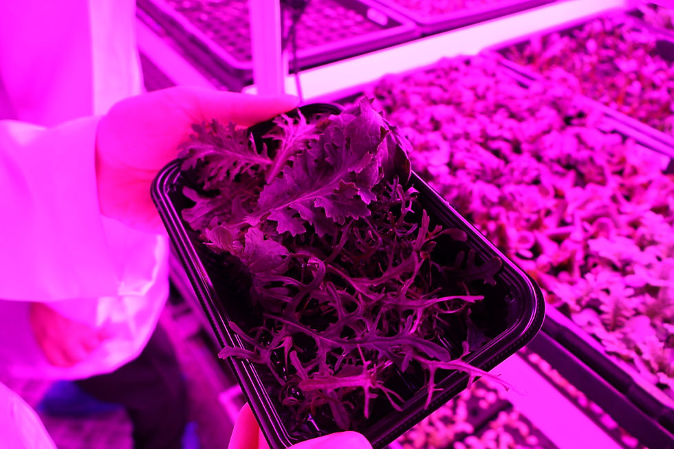 They even let us try some of their grown veggies!