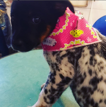 amiguinhos rebekah 3.png